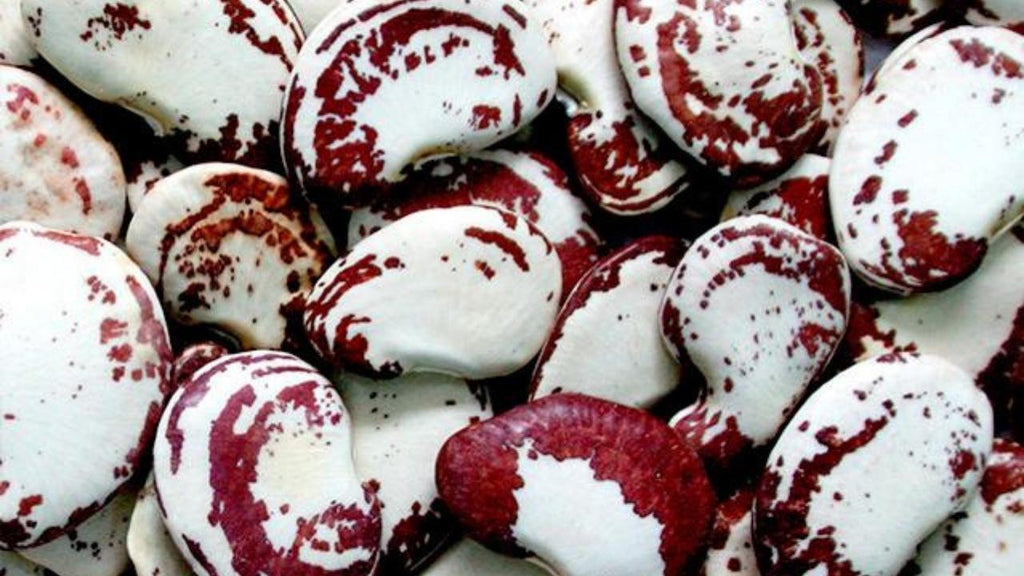 Der Garrofón, wesentliche Zutat der valencianischen Paella